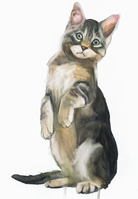 Gato Curioso Print Fine Art