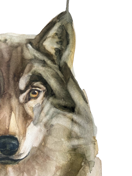 Lobo