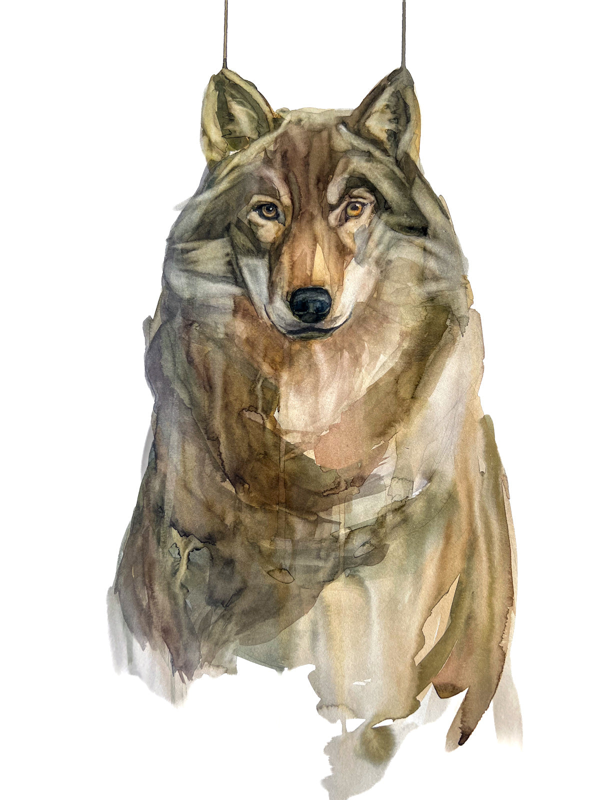 Lobo