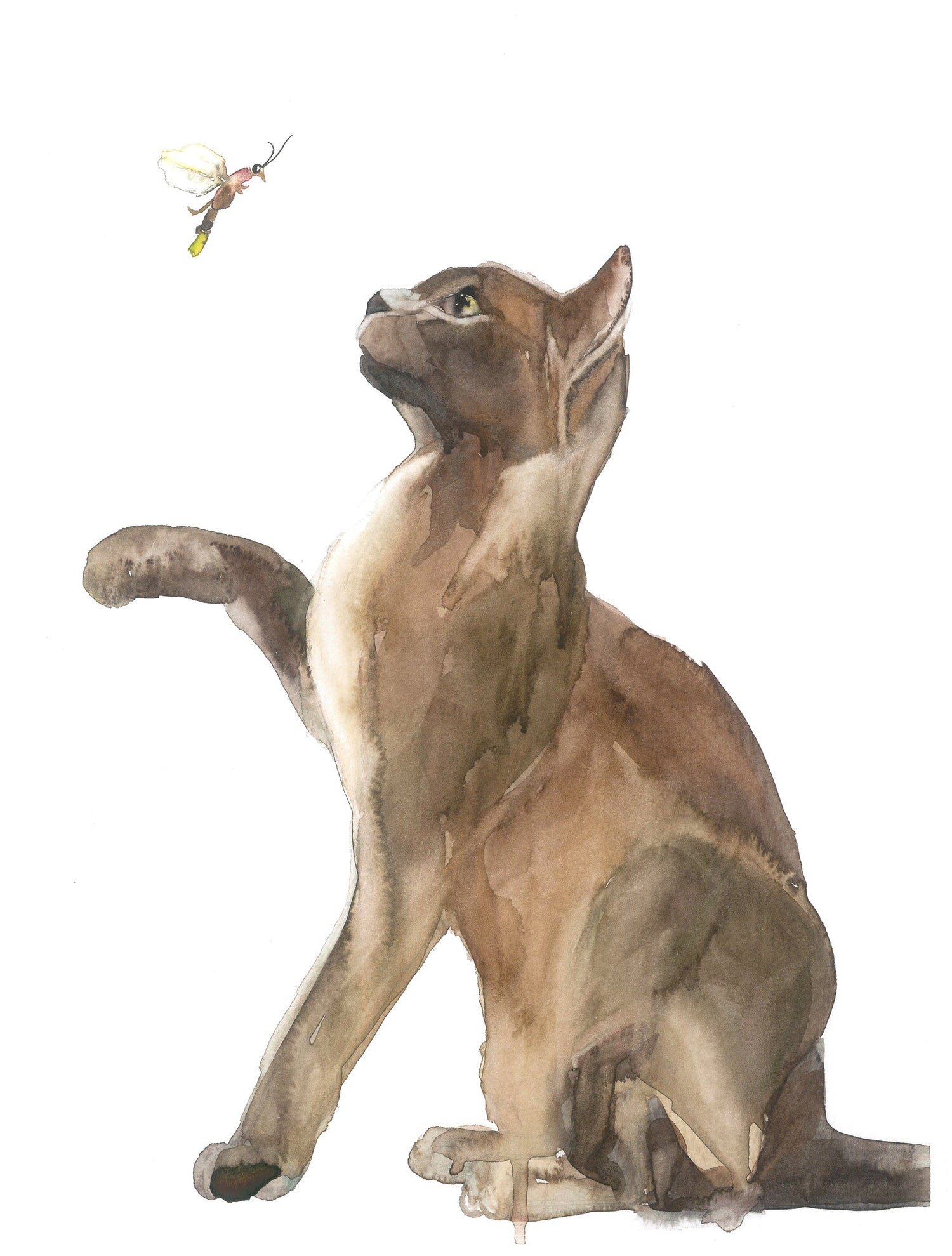 Colección Gatos