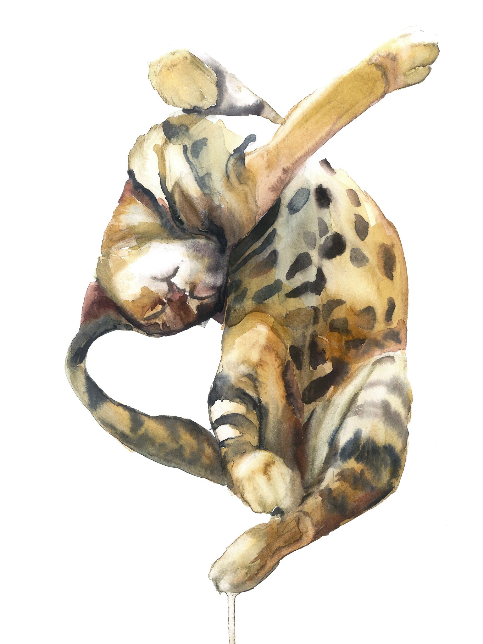 Gato dormilón