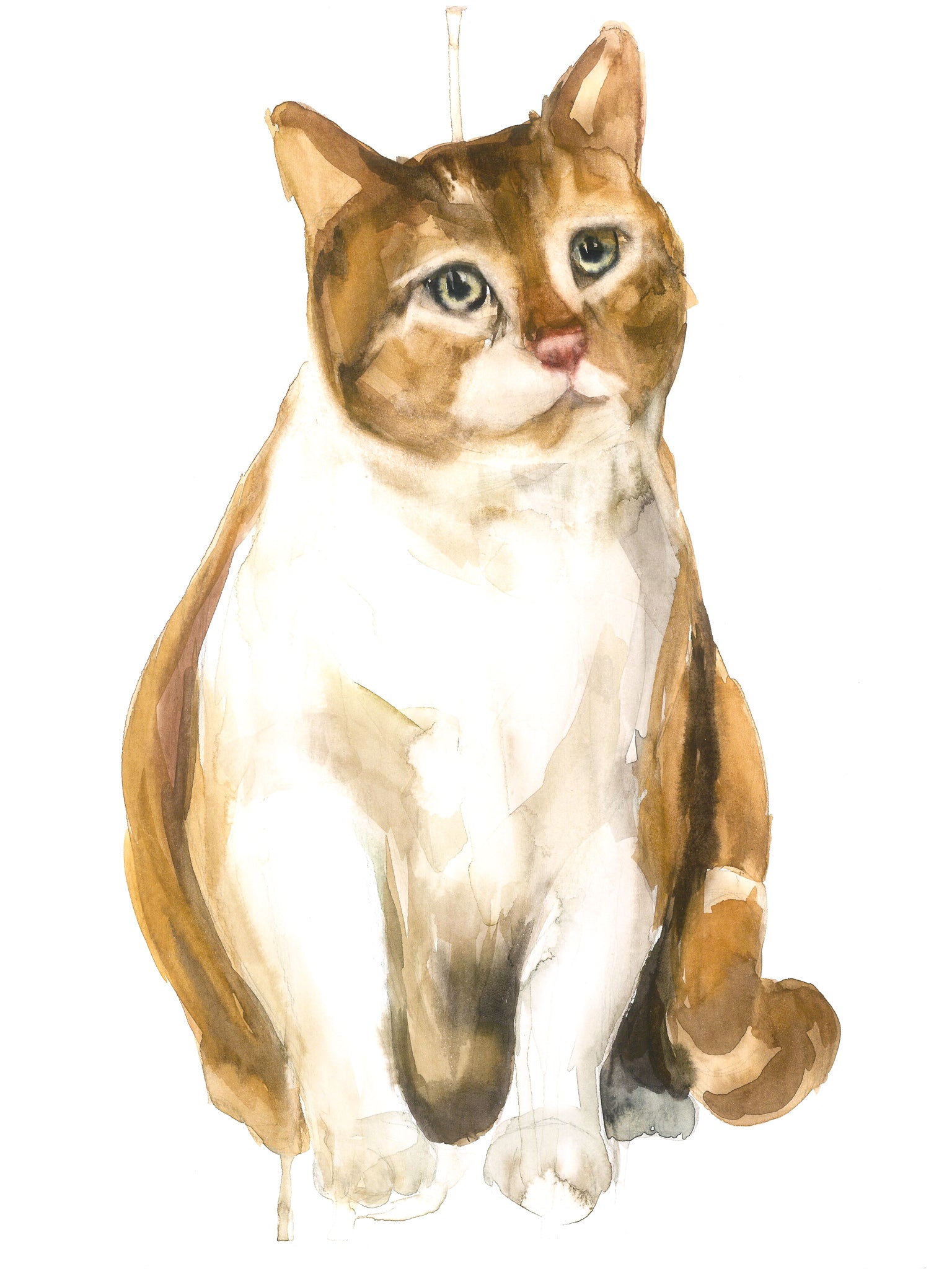 Gato bichito