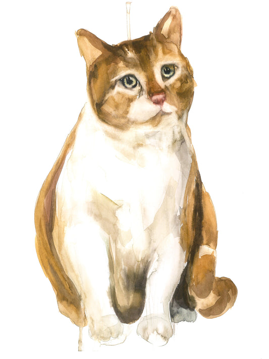 Gato Manolo