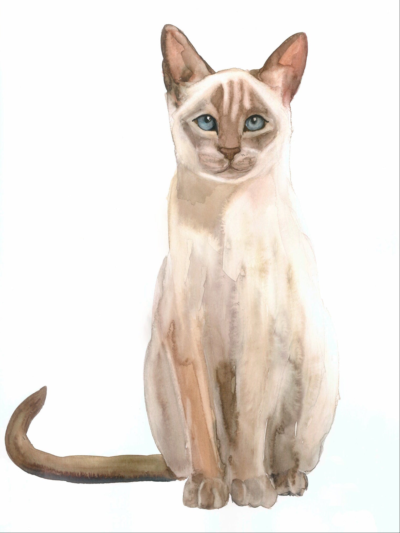 Gato curioso