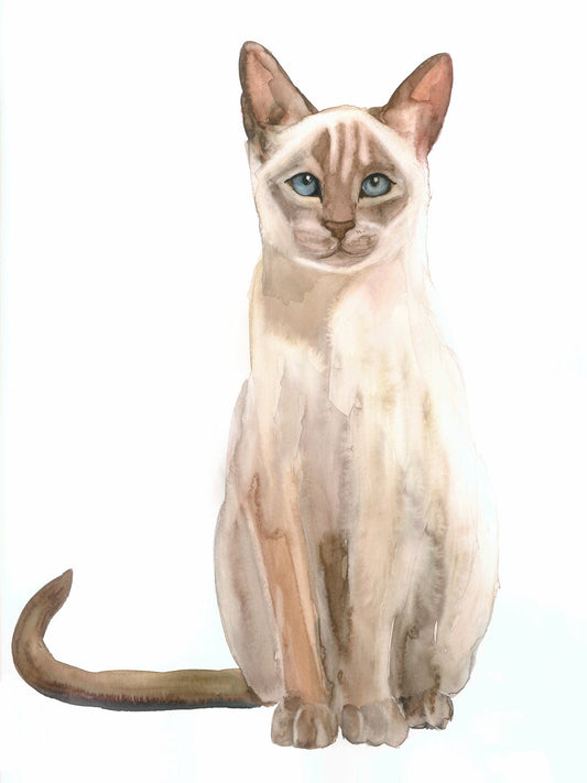 Gato Enigmático