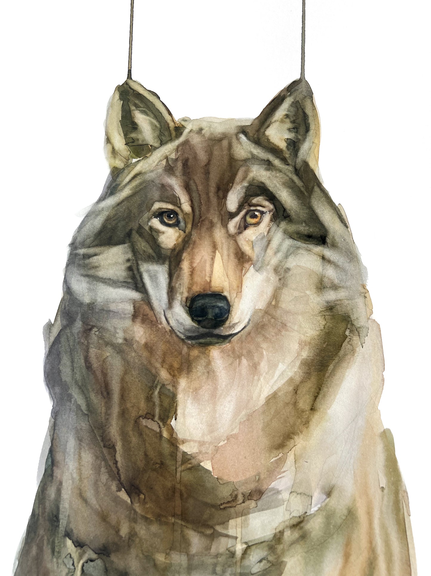 Lobo