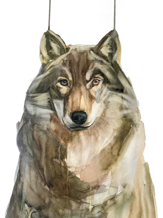 Lobo